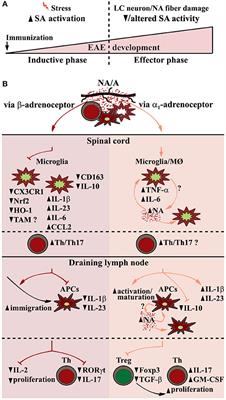 Role of the End-Point Mediators of Sympathoadrenal and Sympathoneural Stress Axes in the Pathogenesis of Experimental Autoimmune Encephalomyelitis and Multiple Sclerosis